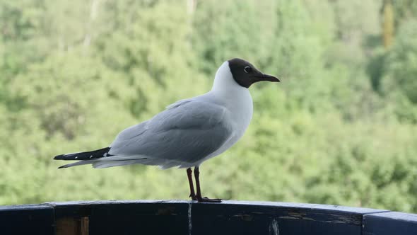 Seagull Sitting on Railing