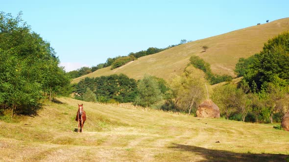 Panning shot of the countryside. Horse, grass and bales of straw can be seen. Transylvania, Romania. alt