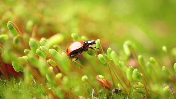 Closeup Wildlife of a Ladybug in the Green Grass in the Forest alt