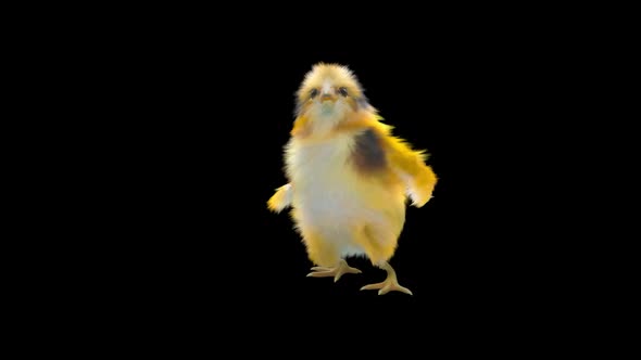14 Baby Chicks Dancing HD alt