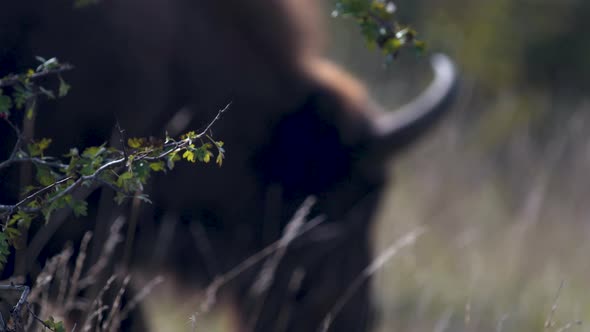European bison bonasus grazing in a grassy steppe, Czechia,rack focus. alt