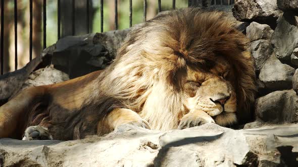Portrait Of African Lion Sleeping In The Zoo Cage