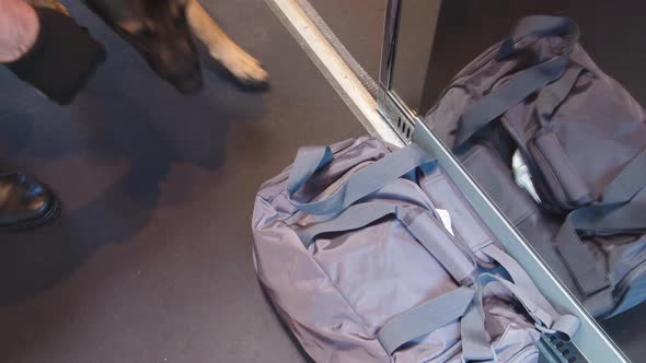 A Service Dog Sniffs a Bag During a Train Inspection