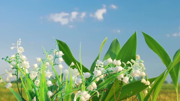 Lily Of Valley On Cloud Background