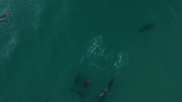 Aerial view of a large pod of dolphins playing and interacting in the ocean waves alt