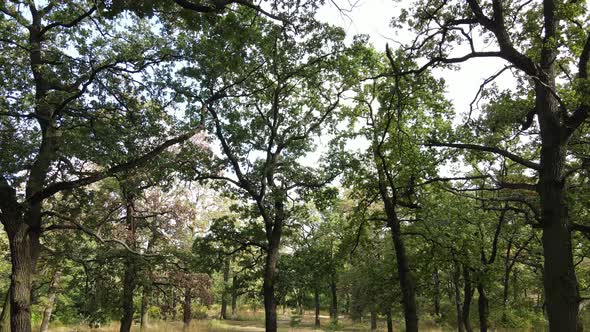 Aerial View of Green Forest in Summer. Ukraine. Slow Motion alt