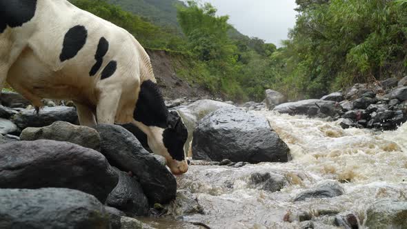 Closeup shot of wild Ecuadorian cow drinking water of river in amazon rainforest alt
