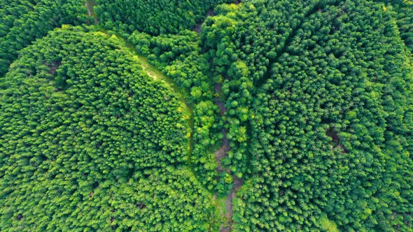 Aerial view of River in the Mountain Forest. Fly down above River Covered with Trees. Spring alt