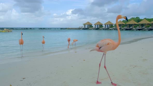 Aruba Beach with Pink Flamingos at the Beach Flamingo at the Beach in Aruba Island Caribbean alt