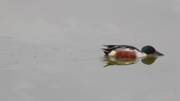 Northern shoveler male feeding by sifting the water with its large bill alt