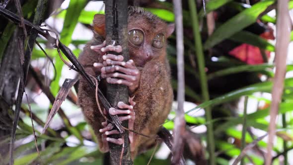 Close-up shot of tarsier with big eyes holding on to a branch during rain in Bohol, The Philippines alt