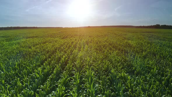 Slow low flight over a green corn field. Summer morning sunrise. alt