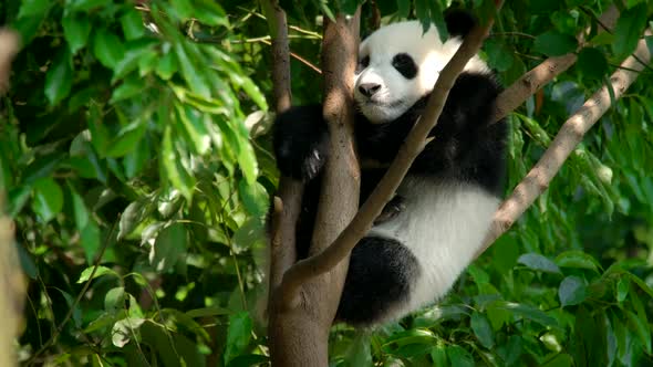 Giant Panda Bear Cub on a Tree alt