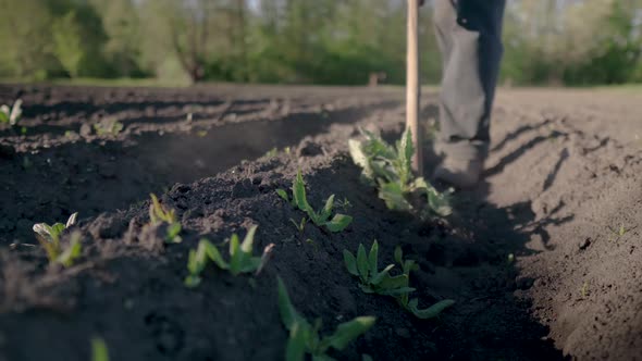 Tillage Tools and Weed Close Up