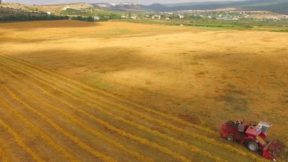 Combine Harvester Rides the Field and Collects Wheat in Bird's-eye View