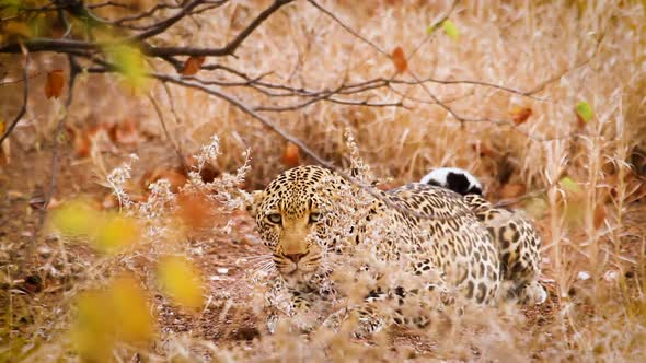 Leopard in Kruger National park, South Africa alt