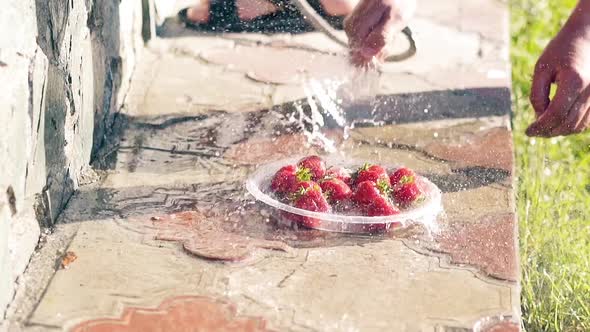 CU Slow Motion Man Washes Fresh Strawberries with Cold Water From a Hose The Sun is at Its Zenith alt