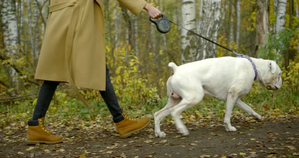 A Blonde Girl in a Coat and Boots Walks Along a Forest Path with a Large White Dog on a Leash alt