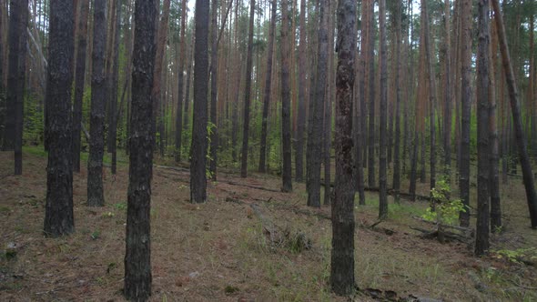 Fallen Trees In An Old Pine Forest alt