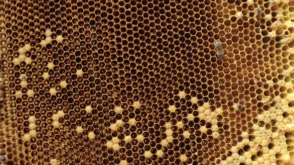 Honey Bee on honeycomb. Close-up of bees on honeycomb in apiary in the summer- selective focus. alt