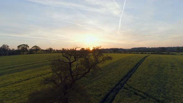 Rapeseed Fields During The Late Evening in England alt