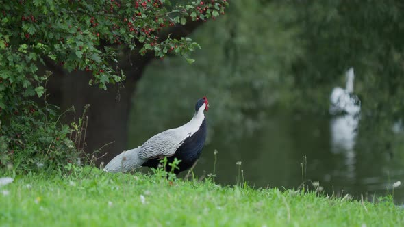 Silver Pheasant Lophura Nycthemera Searching for Food in Grass of Field. alt