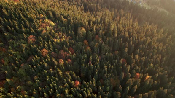 Aerial View Mountain Autumn Forest Valley at Sunset.
