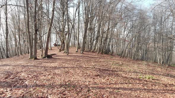 Flying through a winter Sabaduri forest. Georgia alt