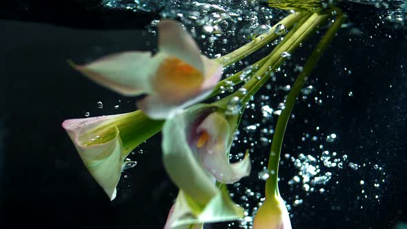 Beautiful fragrant flowers underwater with bubbles. Dark background. Slow motion