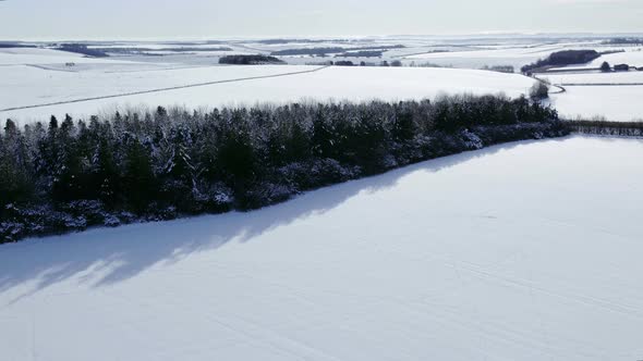 Snow covered forest