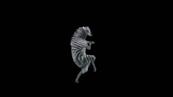 32 Zebra Dancing HD alt