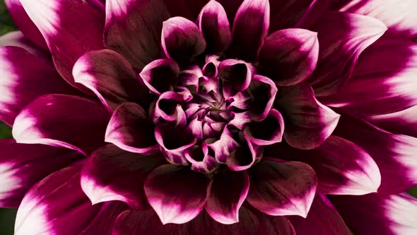 Time Lapse Blooming Flower Dahlia alt