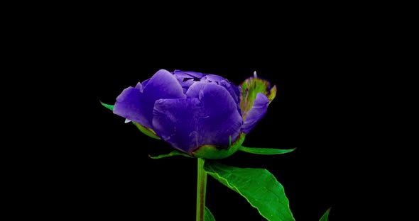 Beautiful Blue Peony Background. Blooming Peony Flower Open, Time Lapse, Close-up. Wedding Backdrop alt