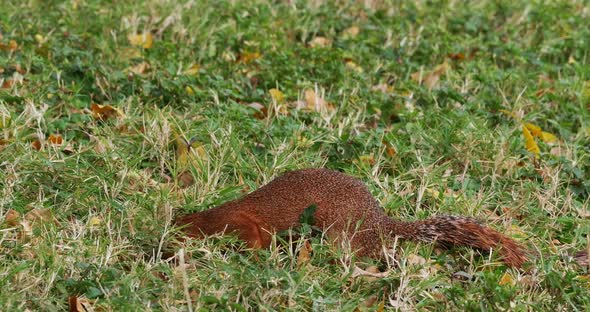 Unstriped Ground Squirrel, xerus rutilus, Adult Eating, Tsavo Parc in Kenya, Real Time 4K alt