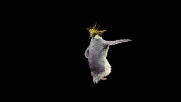 87 Penguin Samba Dancing 4K alt