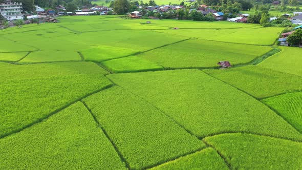 Aerial view drone flying over of agriculture in paddy rice fields for cultivation.