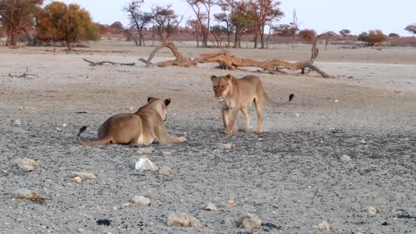 A young African Lion jumps at another in play, in the Kalahari Desert alt