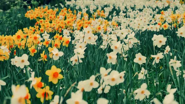 A Outdoor Garden  Daffodils   alt