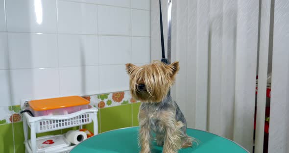 Dog in Grooming Salon on Professional Table. Before Procedure alt