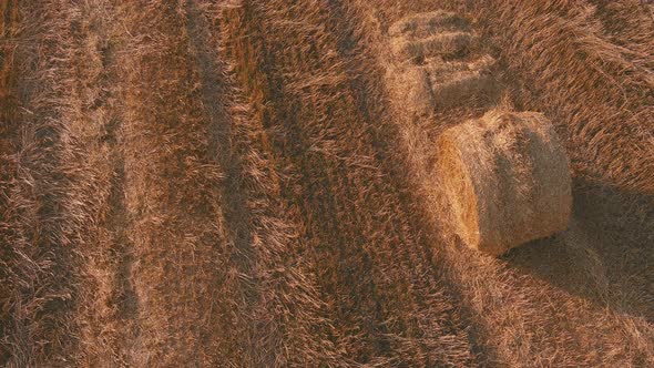Straw Stacks Stacked Bales of Hay Left Over From Harvesting Crops Field of an Agricultural Farm alt