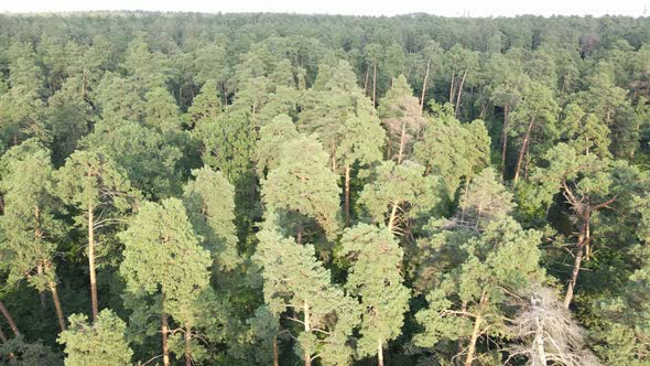 Green Forest with Trees By Day alt