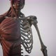 Muscular and Skeletal System of Human Body - VideoHive Item for Sale