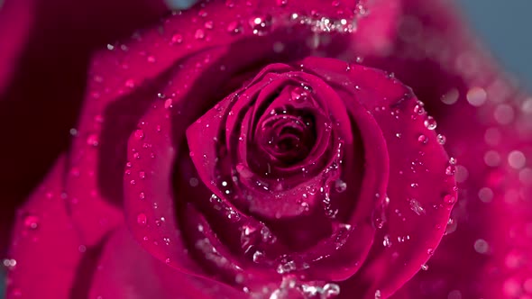 Close up of a raindrop falling on a pink rose