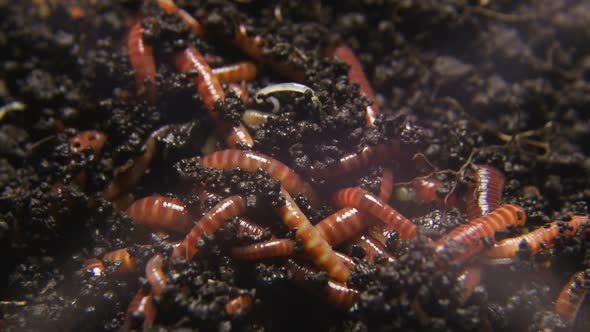 Group of earthworms close up. Worms in black soil. alt