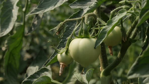 Green  tomato in the garden  4K 2160p 30fps UltraHD footage - Organic Solanum lycopersicum fruit  38 alt