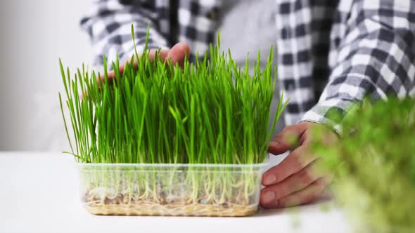 Hand Touching The Grass. A Woman's Hand Touches The Gliding Green Grass. Microgreens alt