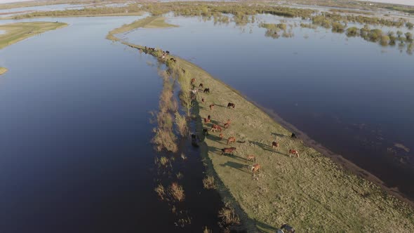 The Horse Herd Graze Along the Shore of the Lake. Wild Horses in Nature