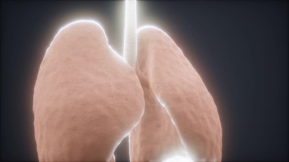 3d Human Lungs alt