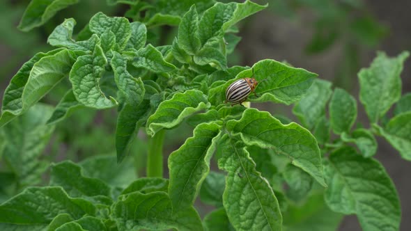 Colorado potato beetle females are very prolific and are capable of laying over 500 eggs in a 4- to alt