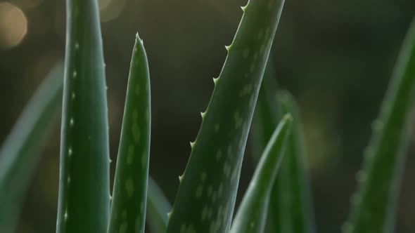 Healthy Aloe 04 alt